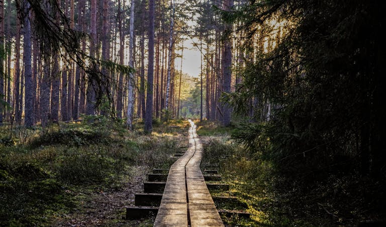 Shinrin-yoku: het bos als weldadig dompelbad