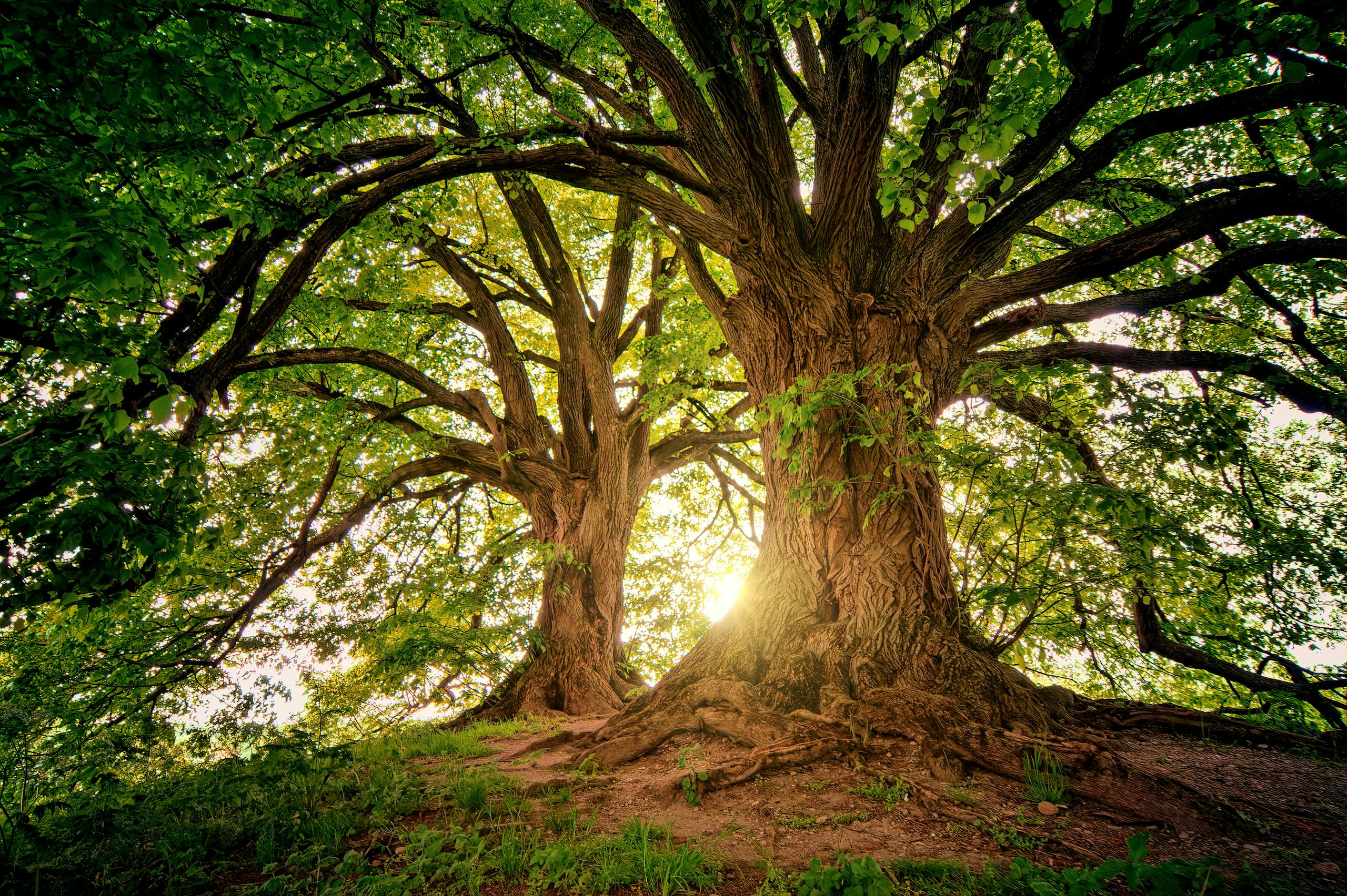 DearForest