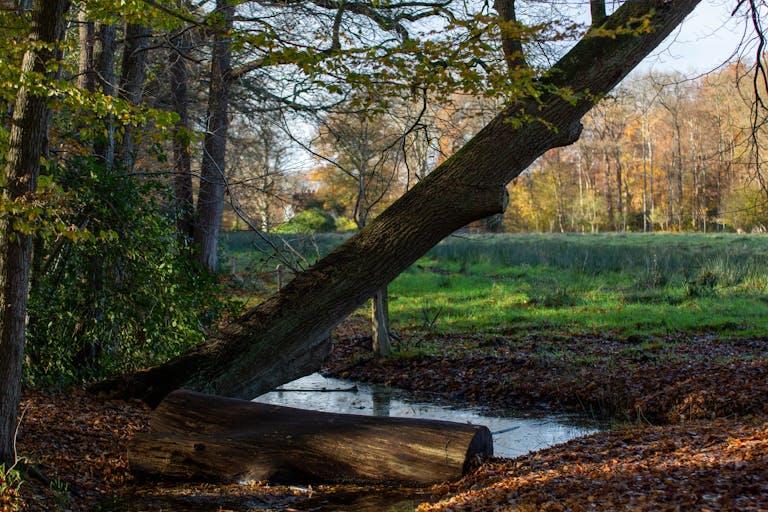 bosbaden beekje